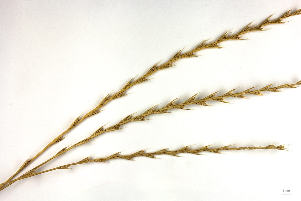 Lolium temulentum, darnel, seeds