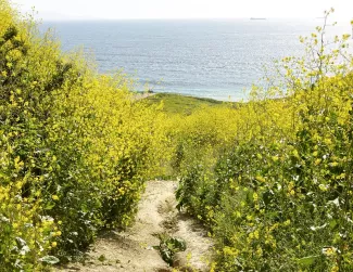 DP2M6501. Wild Mustard (Brassica nigra) in Bloom
