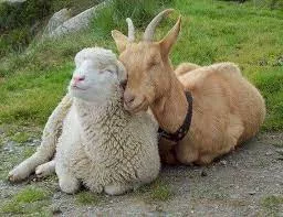 羊と山羊