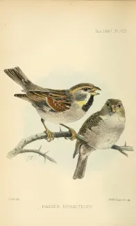 Passer moabiticus  » = Passer moabiticus (死海スズメ)