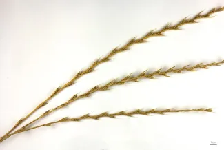 Lolium temulentum, darnel, seeds